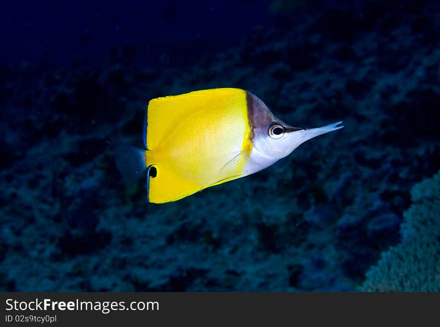 A Long-nose butterflyfish at a coral reef in Johnston Atoll