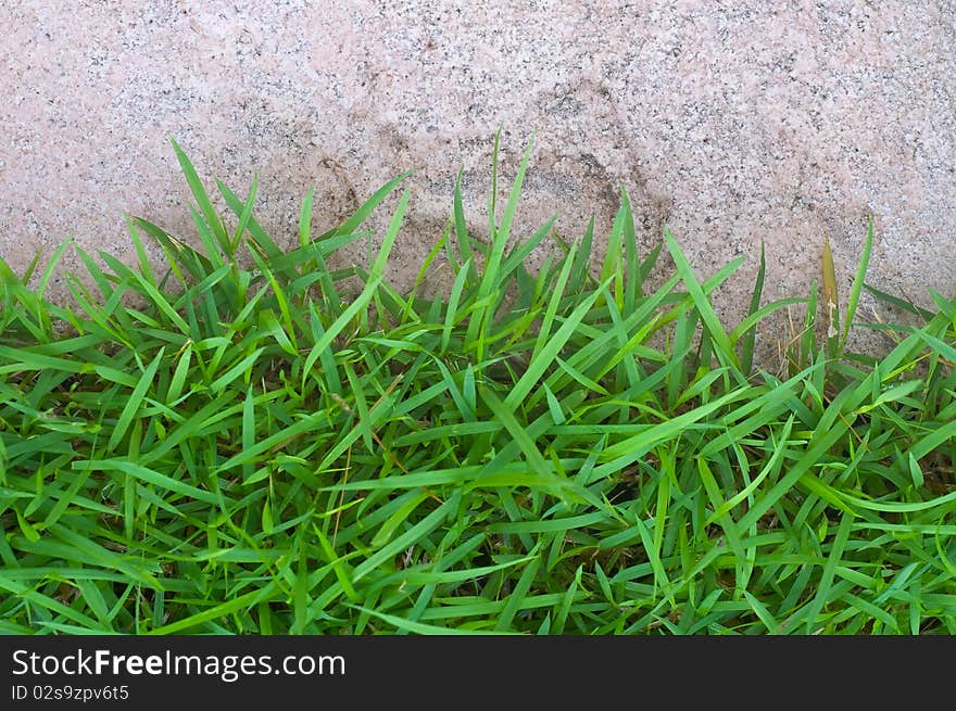 Green grass on the footpath