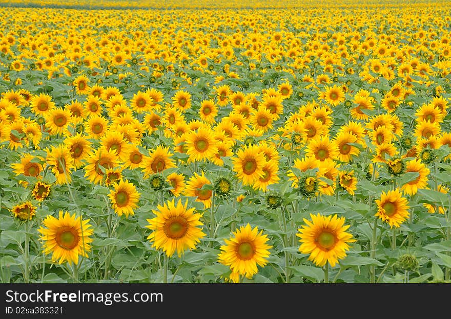 Field of sunflowers