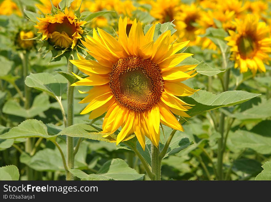 Field of sunflowers