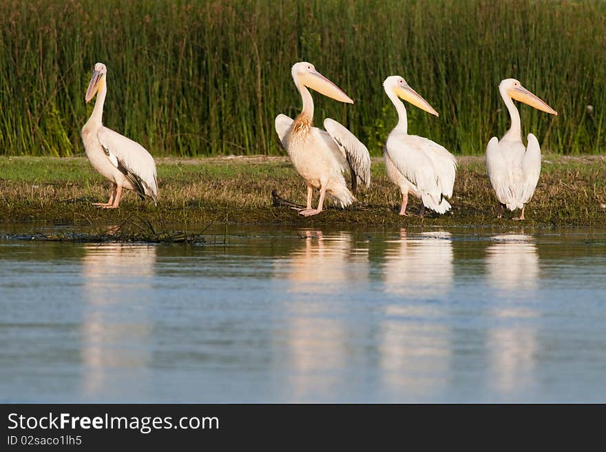 White Pelican Flock