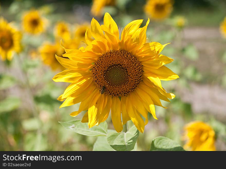 Sunflowers growing in farm field