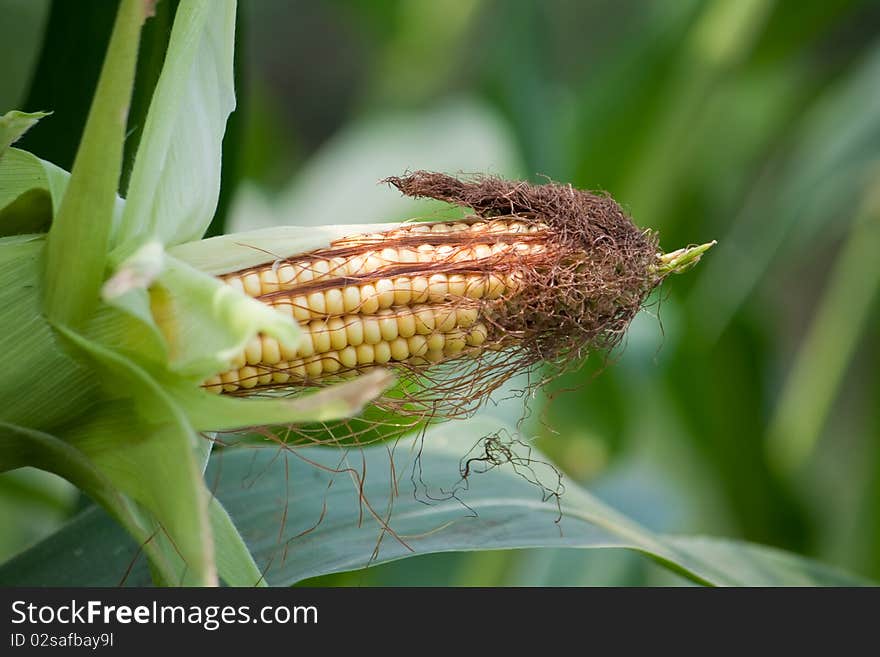 Corn grows in the garden