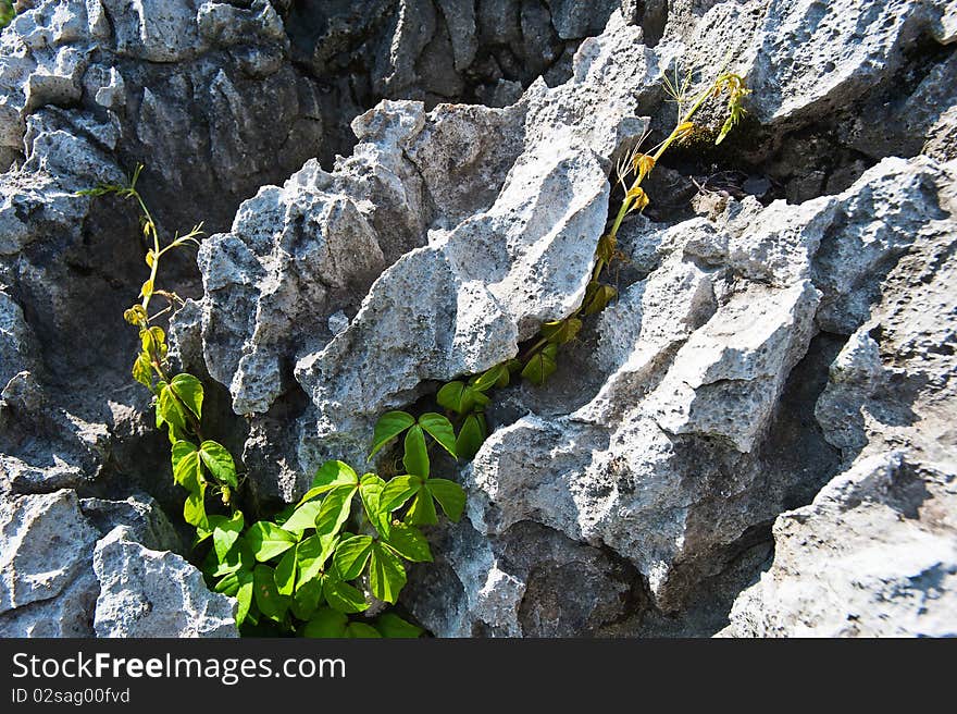 Climb up in the rock slit plant tenacious life. Climb up in the rock slit plant tenacious life