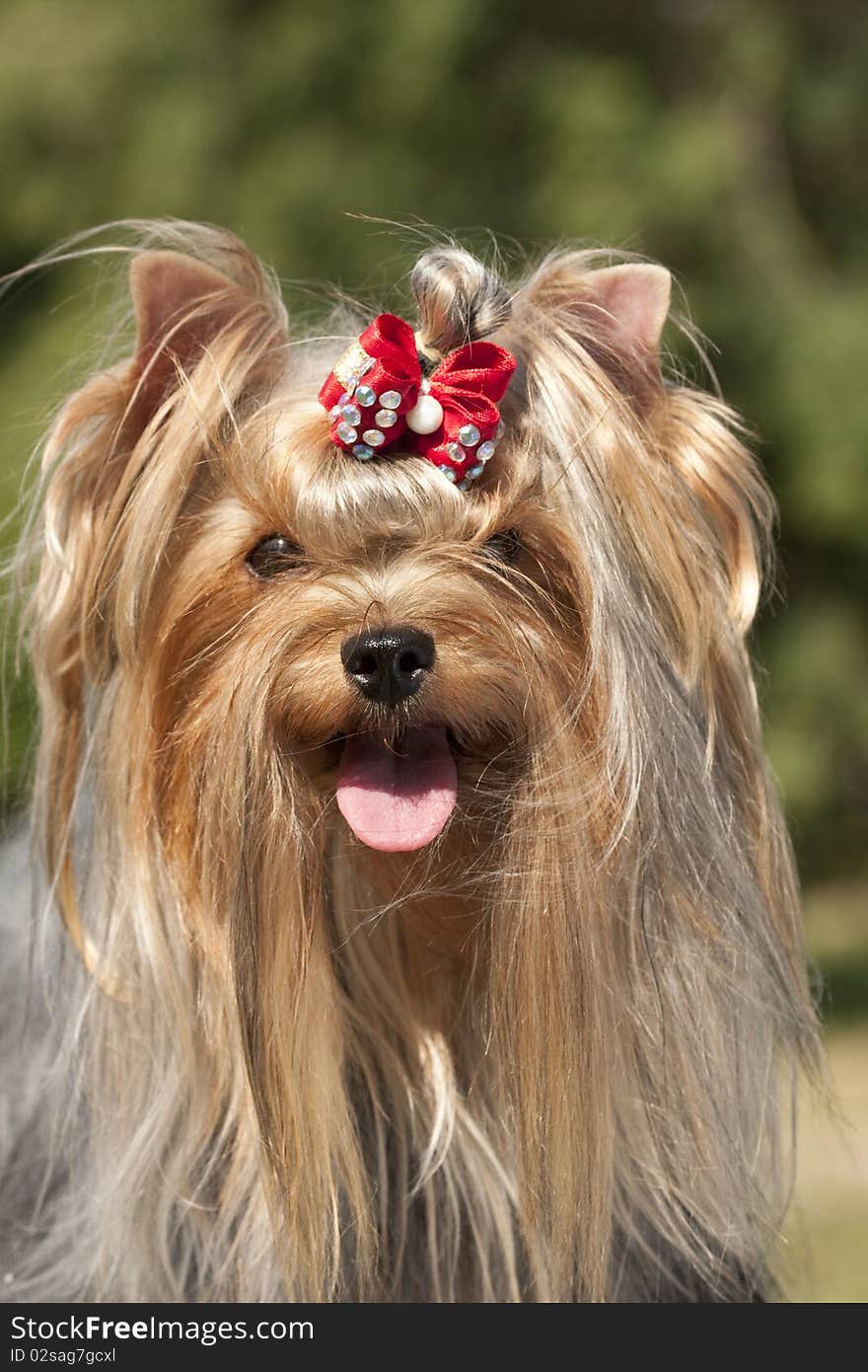 Yorkshire Terrier