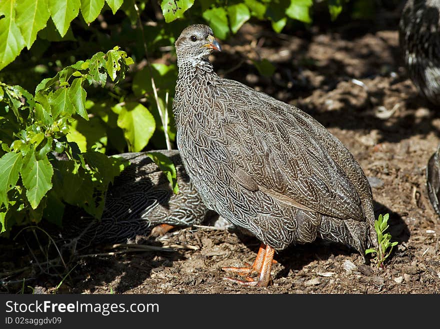 Cape Francolin