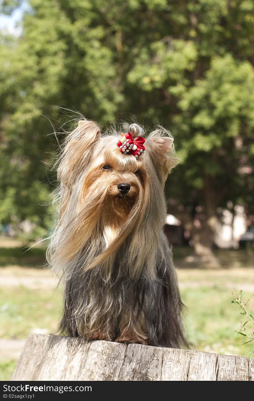 Yorkshire Terrier