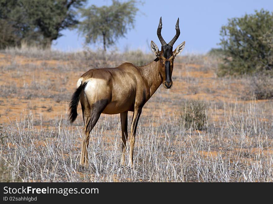 Red hartebeest in the Kgalagadi Transfrontier National Park in South Africa and Botswana