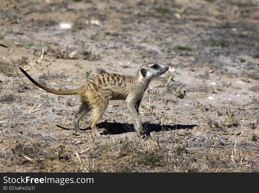 The meerkat or suricate (Suricata suricatta) is a small mammal and a member of the mongoose family. It inhabits all parts of the Kalahari Desert in Botswana and South Africa.