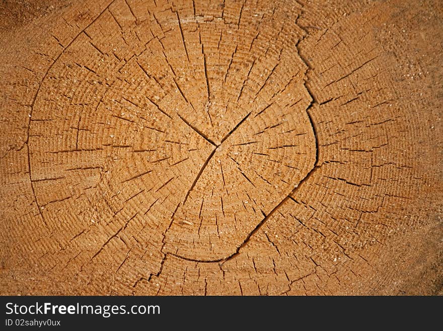 A Log Of Pine