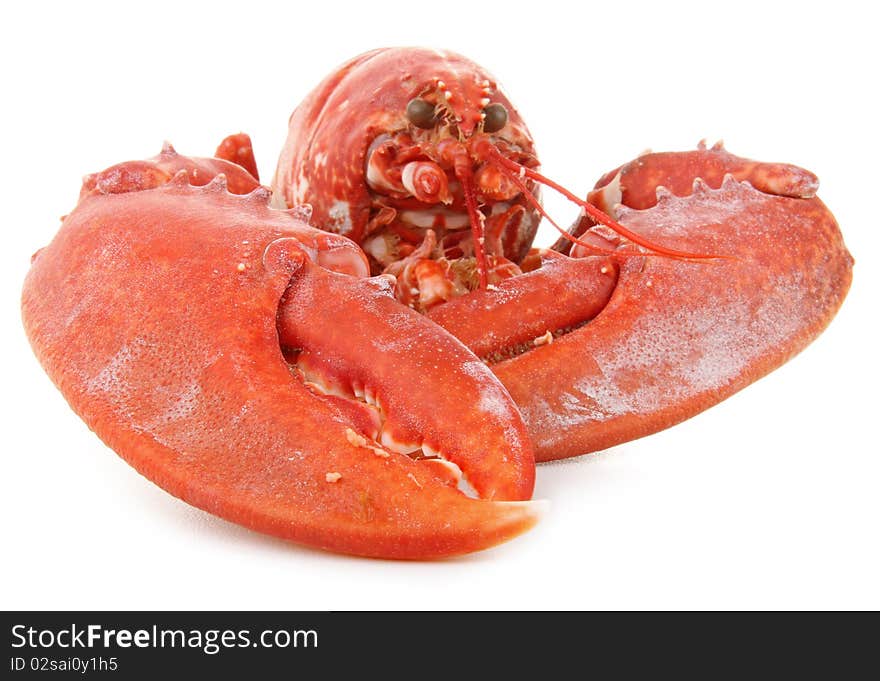 Lobster