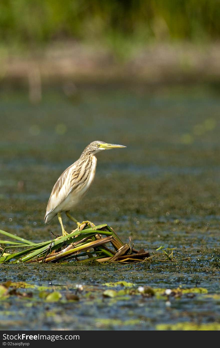 Silky Heron