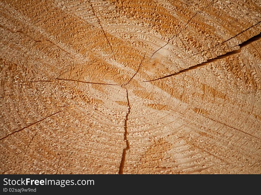 A Log Of Pine