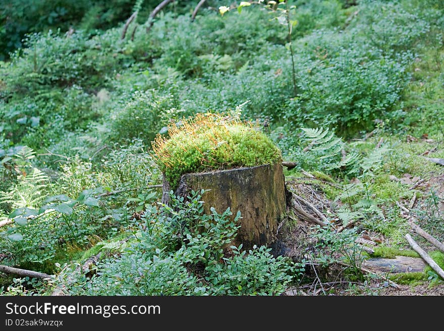 Stump covered with moss in a dense forest