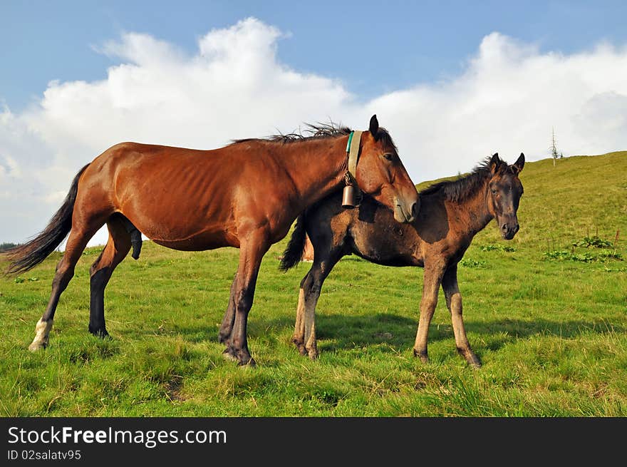 Horses on a hillside in a summer landscape under the dark blue sky. Horses on a hillside in a summer landscape under the dark blue sky.