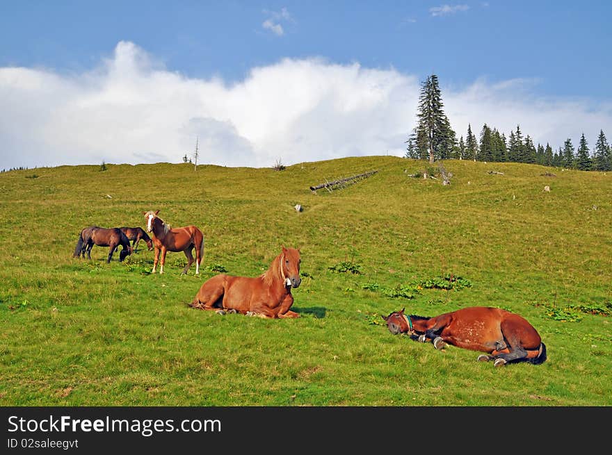 Horses on a hillside.