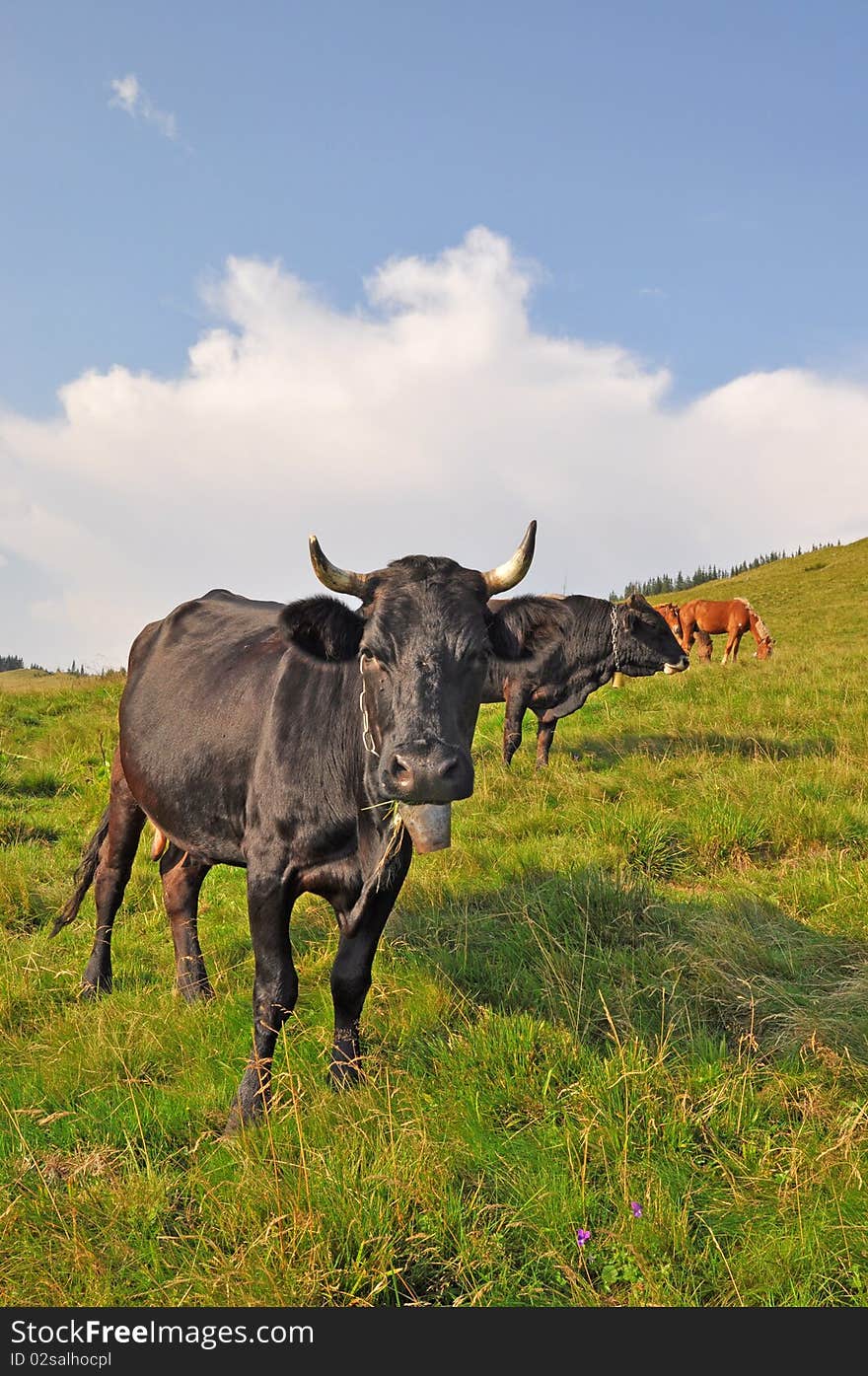 Cow On A Hillside.