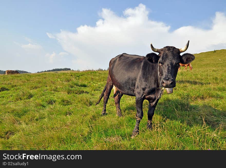 Cow On A Hillside.