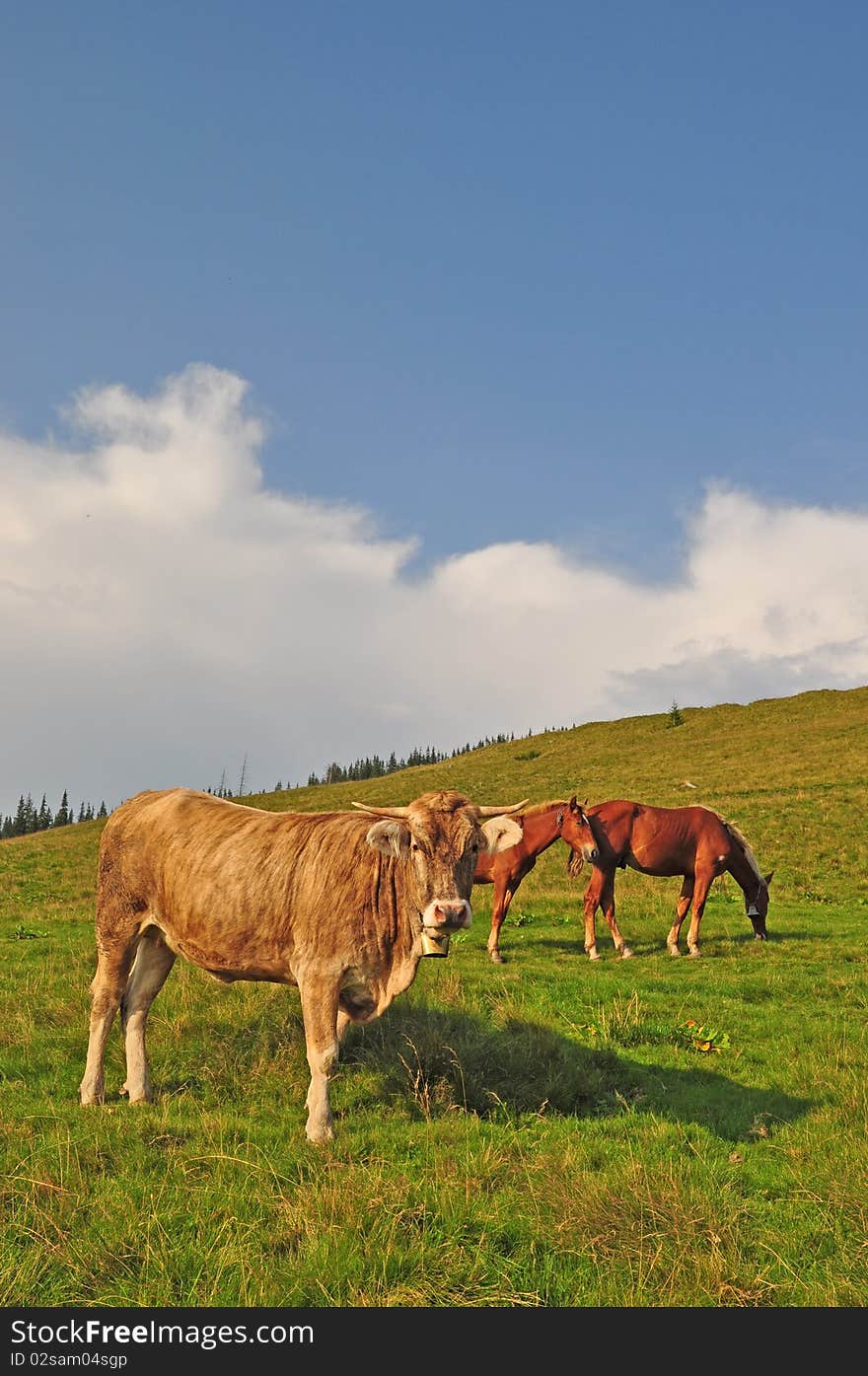 Cow And Horses On A Hillside