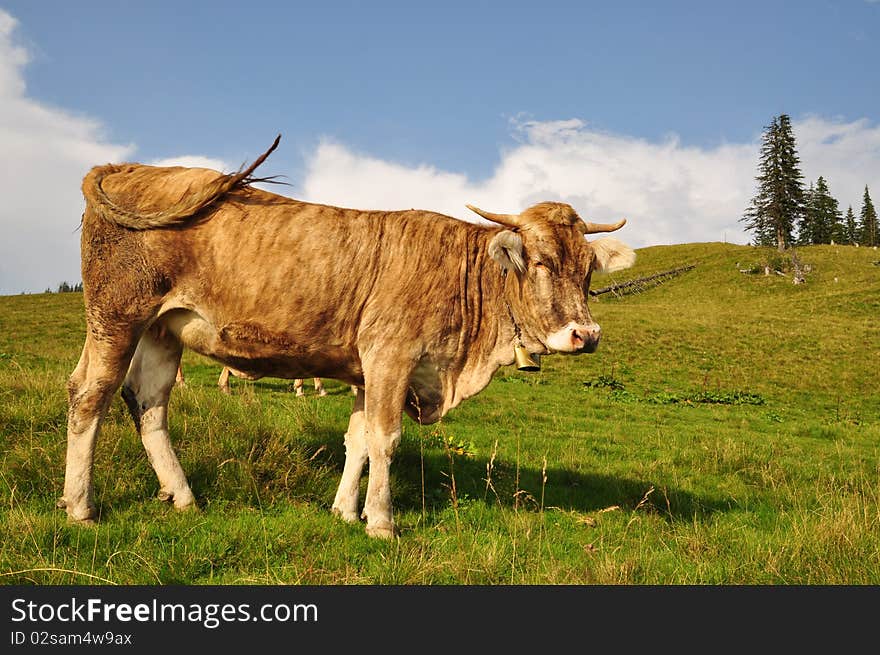 Cow on a hillside.