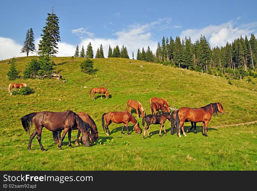 Horses on a hillside in a summer landscape under the dark blue sky.