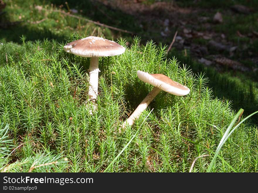 Mushrooms Grow On Moss