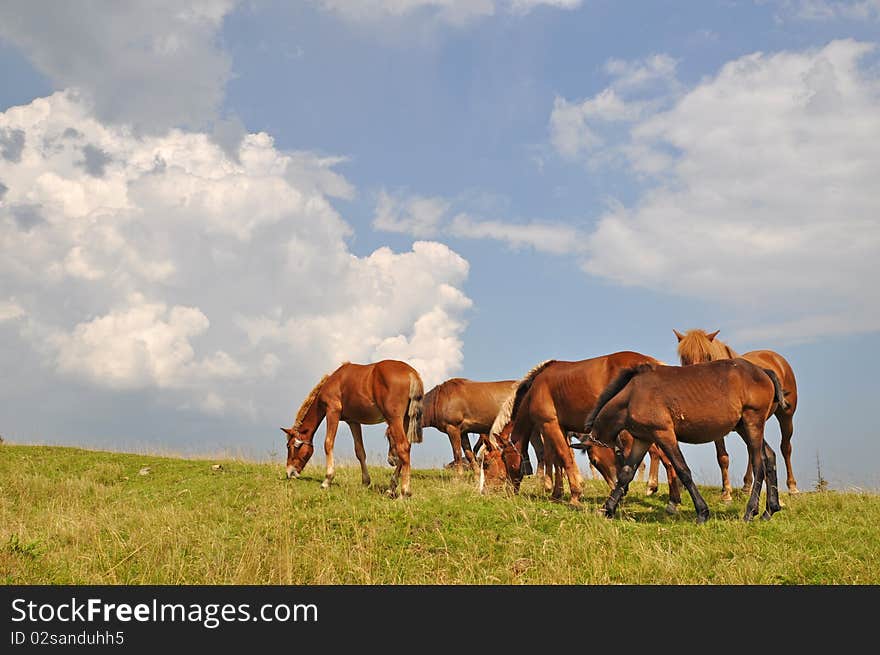 Horses on a hillside.