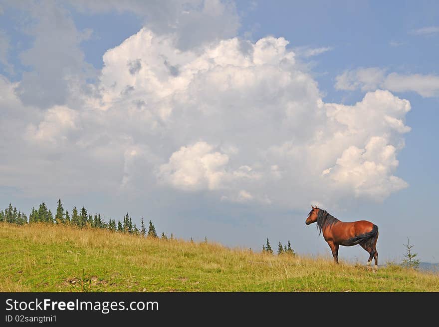 Horse on a hillside in a summer landscape under the dark blue sky. Horse on a hillside in a summer landscape under the dark blue sky