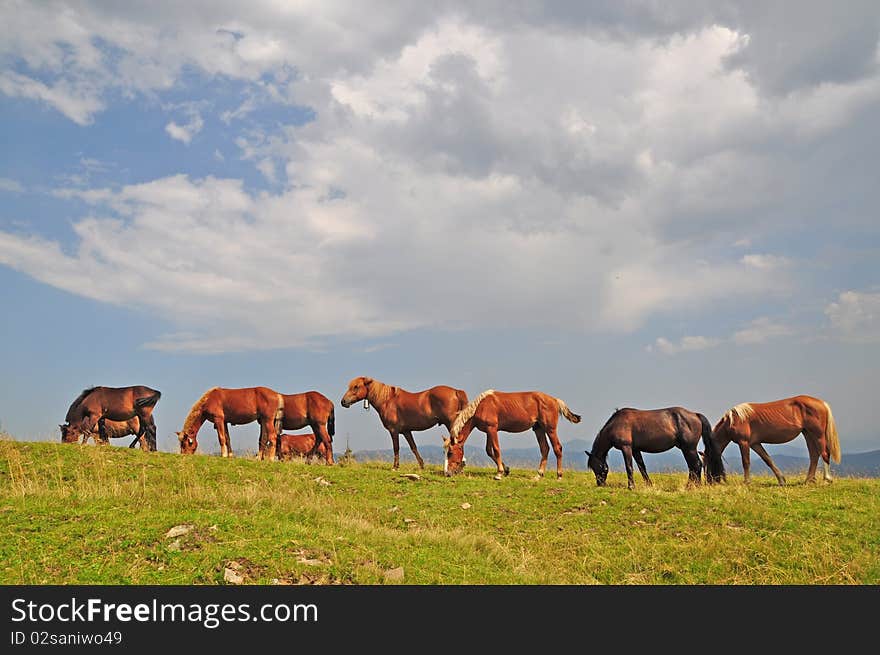 Horses On A Hillside.