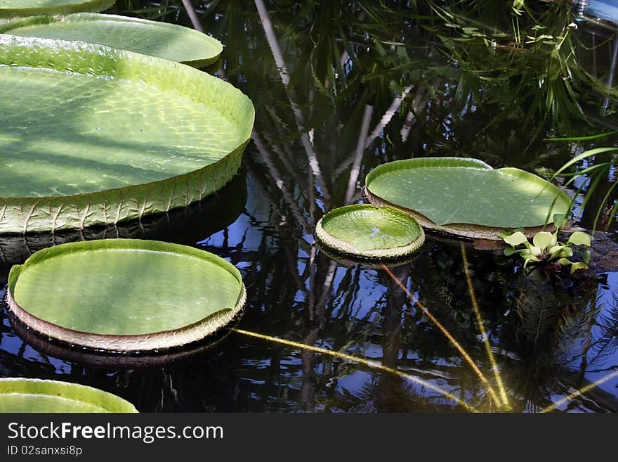 Victoria Amazonica Leaves On Water