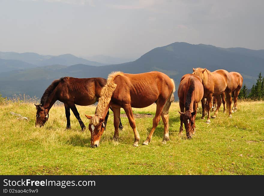 Horses On A Hillside Against A Distant Rain.