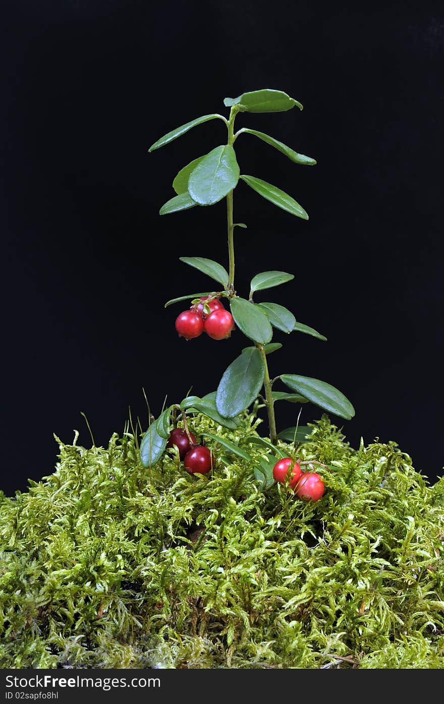 Cow-berry in dark background, closeup summer berry