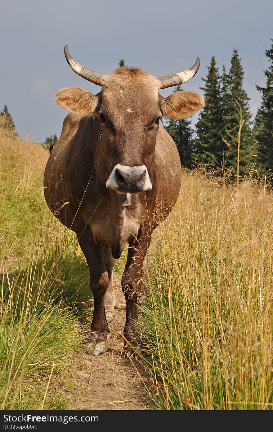 Cow on a track.