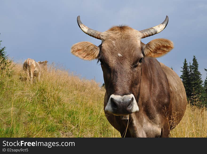 Muzzle of a cow.