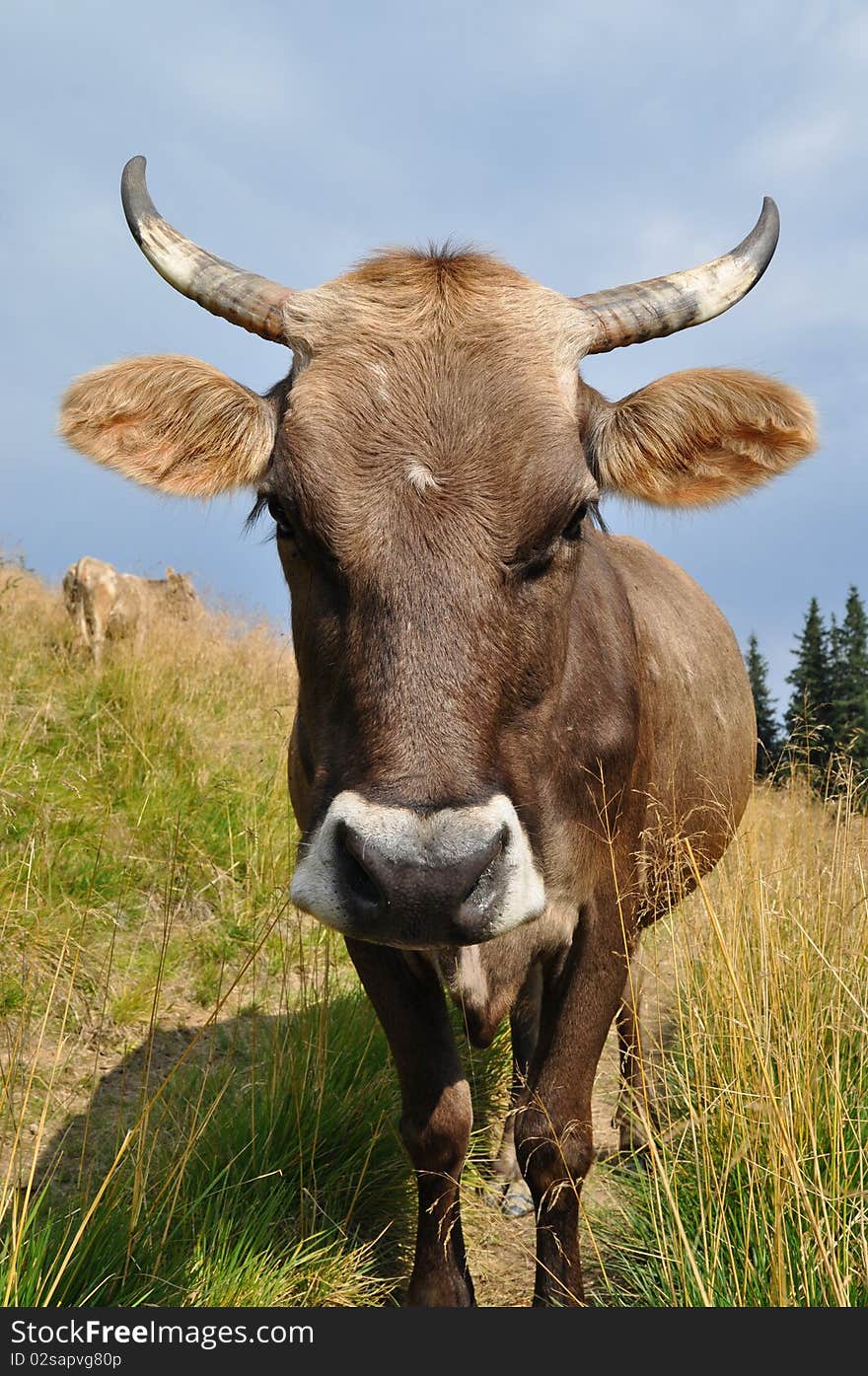 Muzzle of a cow.