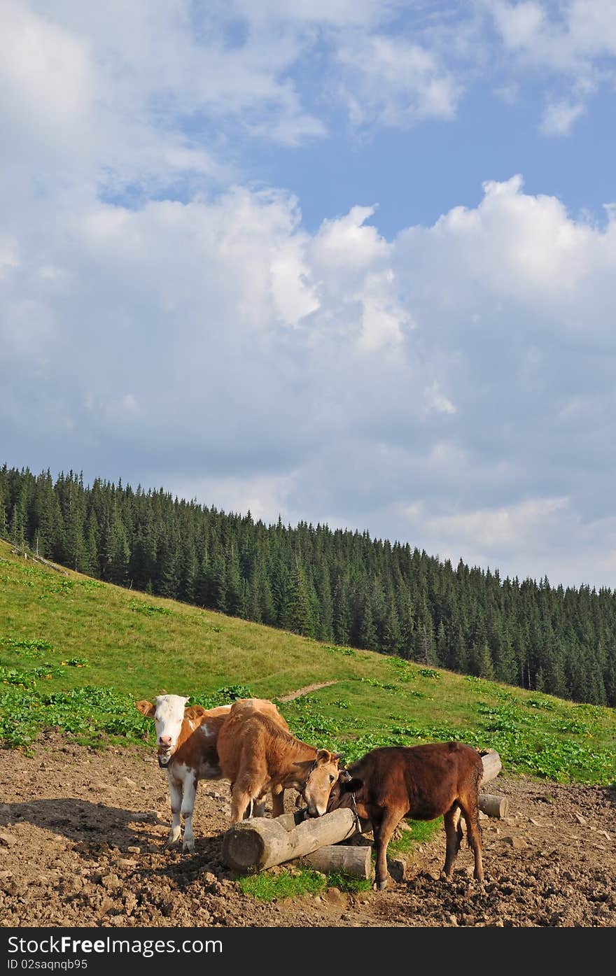 Cows at a feeding trough with salt.