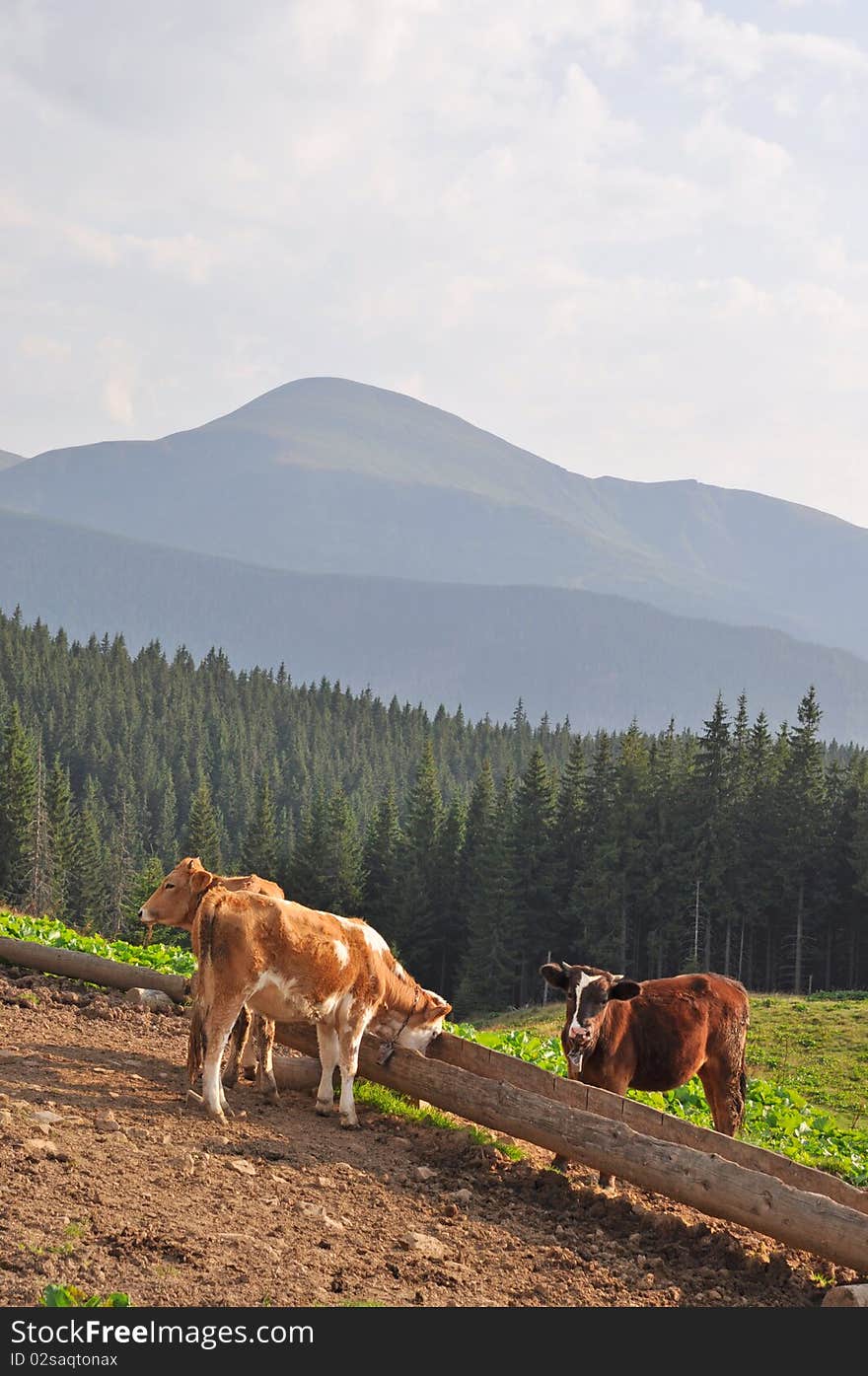 Cows At A Feeding Trough With Salt Against Mounta