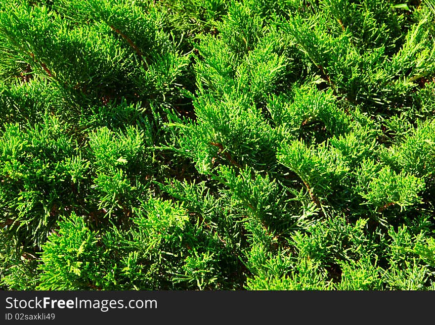 Juicy green spring herb for juicy green fur branches for background. Juicy green spring herb for juicy green fur branches for background