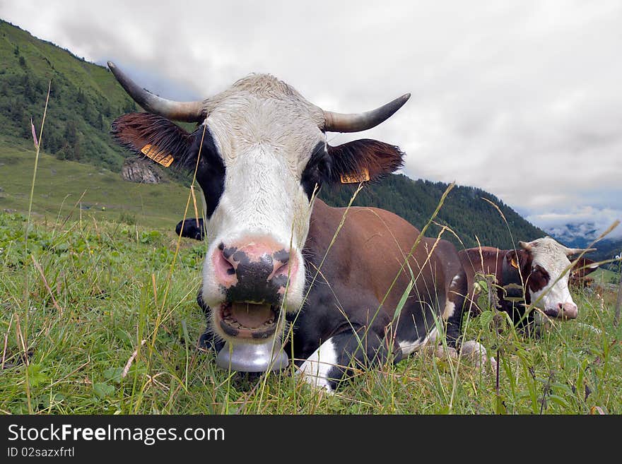 Alpine cow on the grass