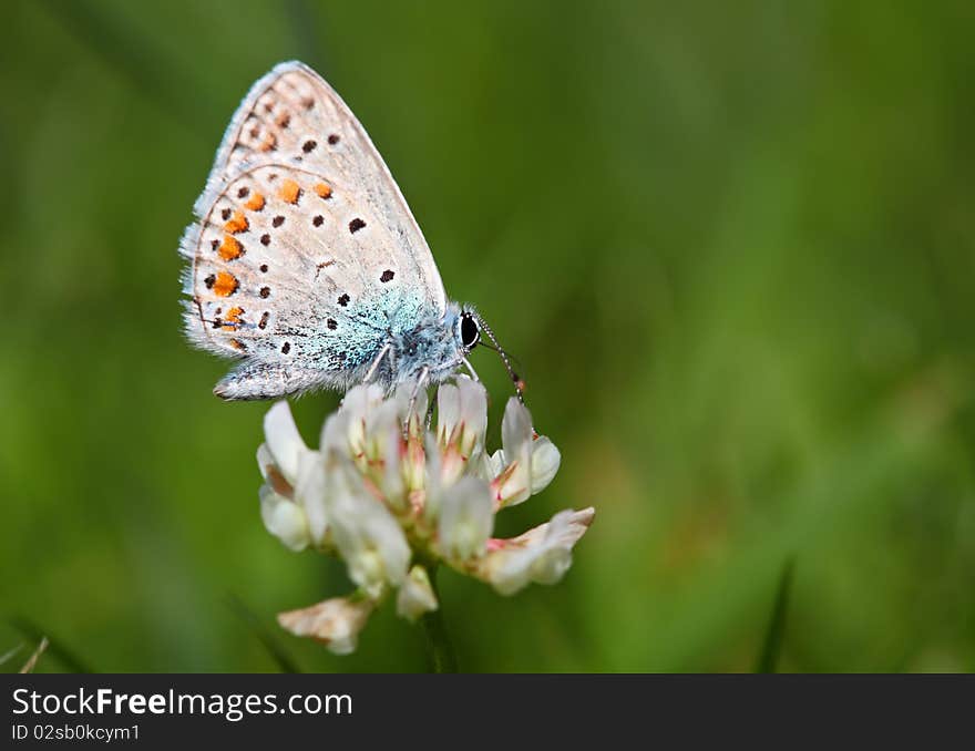 Nice Butterfly on white plant - polyommatus icarus. Nice Butterfly on white plant - polyommatus icarus