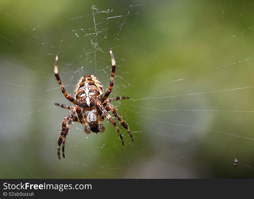 European garden spider with green background