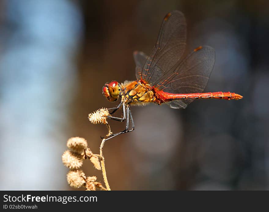 A red dragonfly at rest - Sympetrum vulgatum