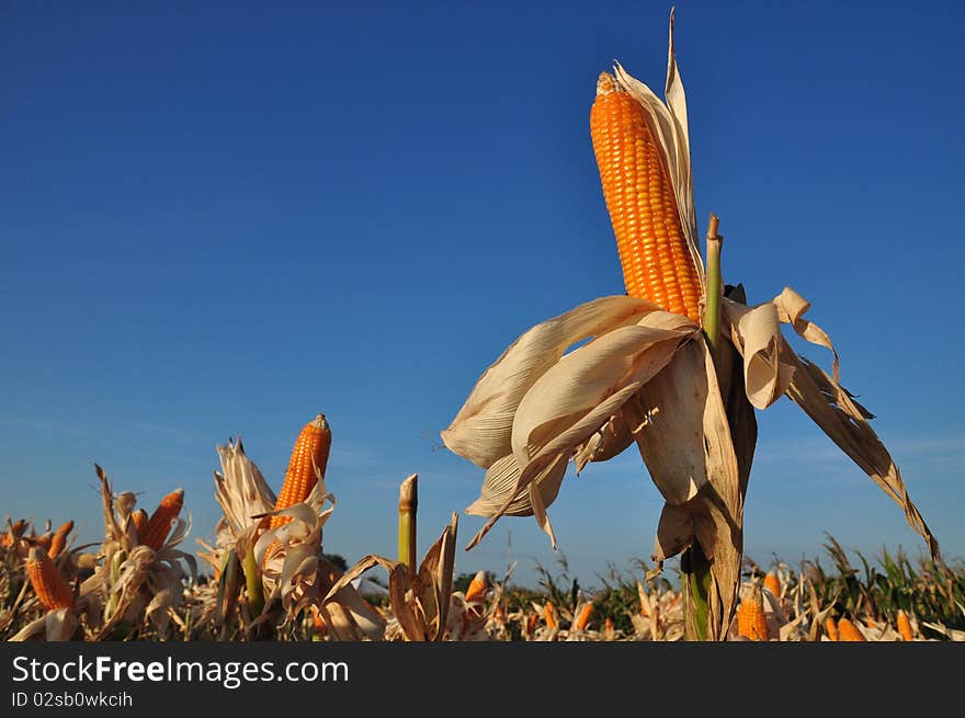 Yellow corn