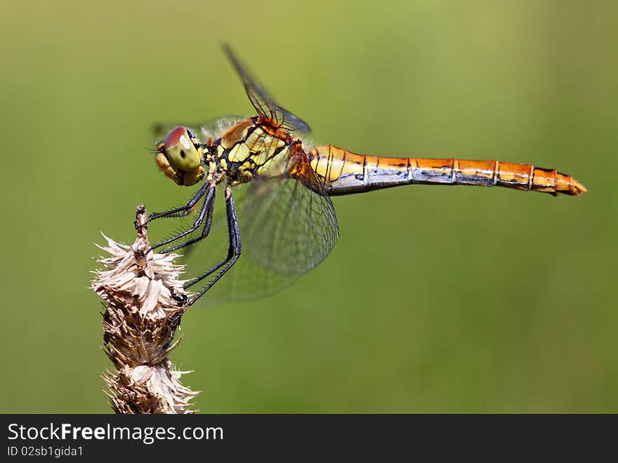 Yellow dragonfly on the tip of a leaf