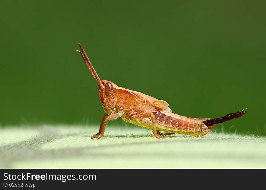 A nice bug Chorthippus montanus