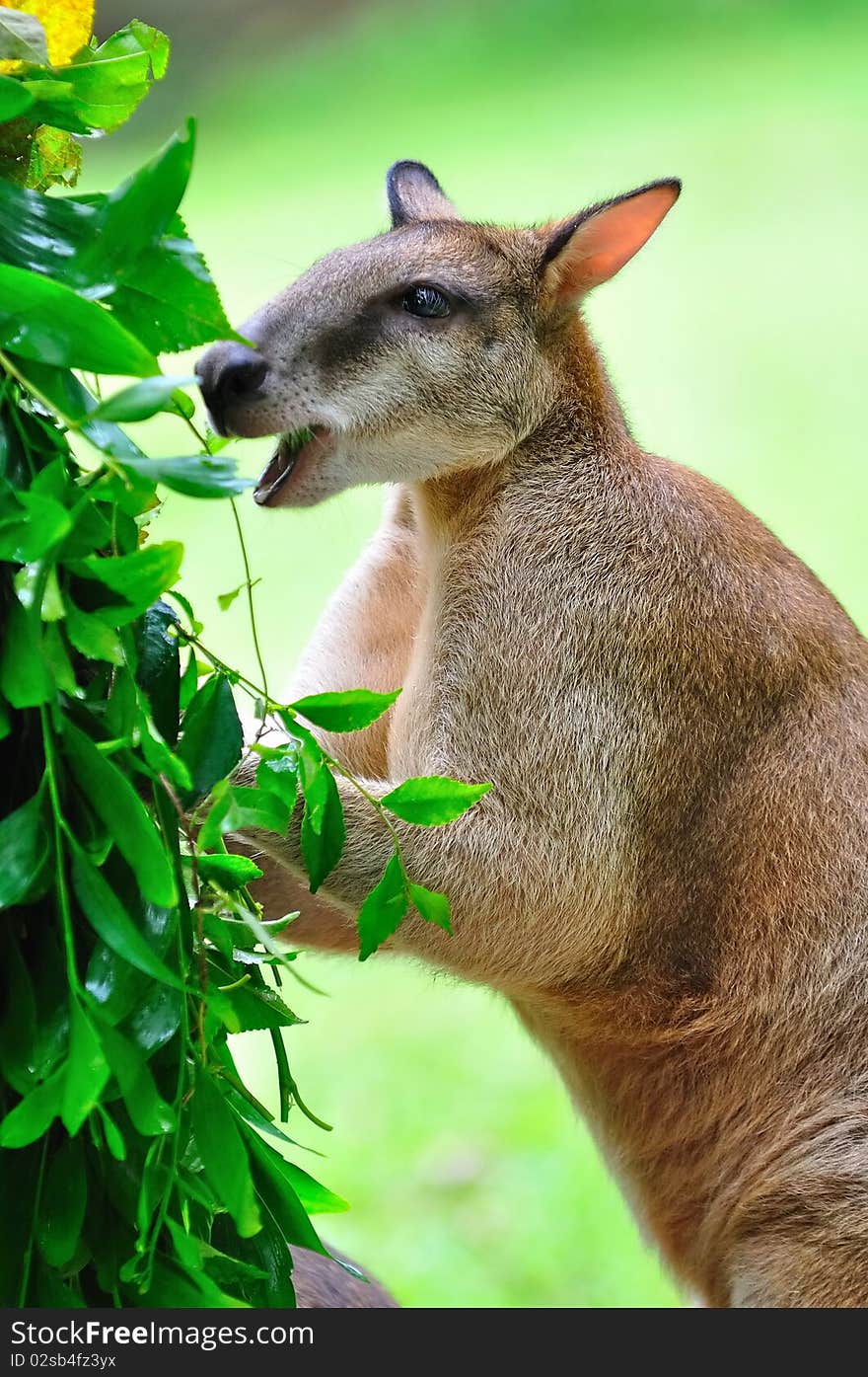 Young red kangaroo eating leaves. Young red kangaroo eating leaves