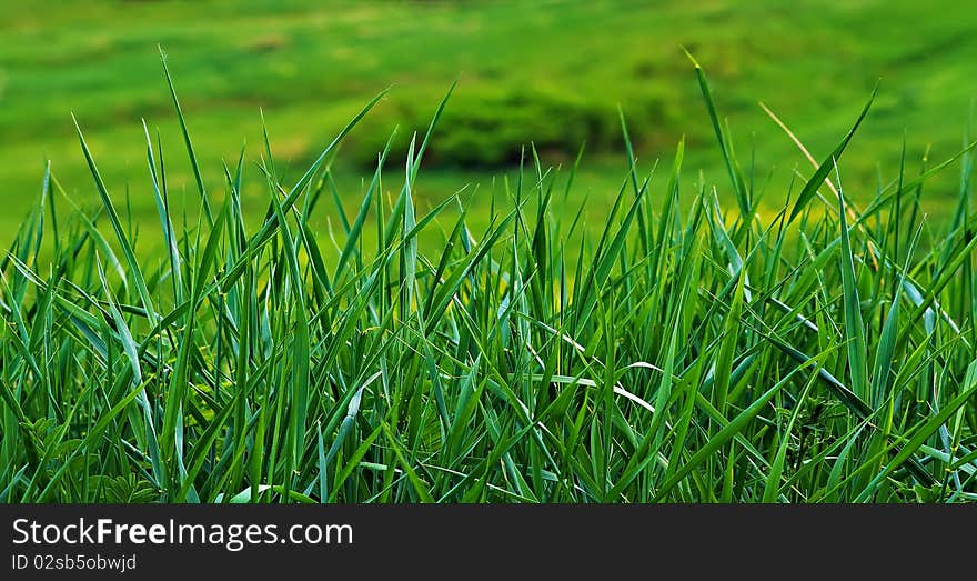 Green leaves of plants during the summer period