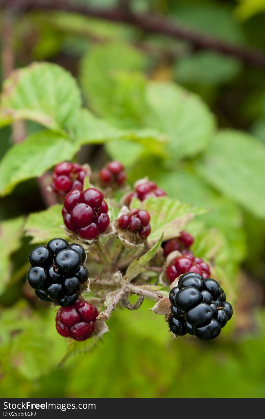 Blackberries