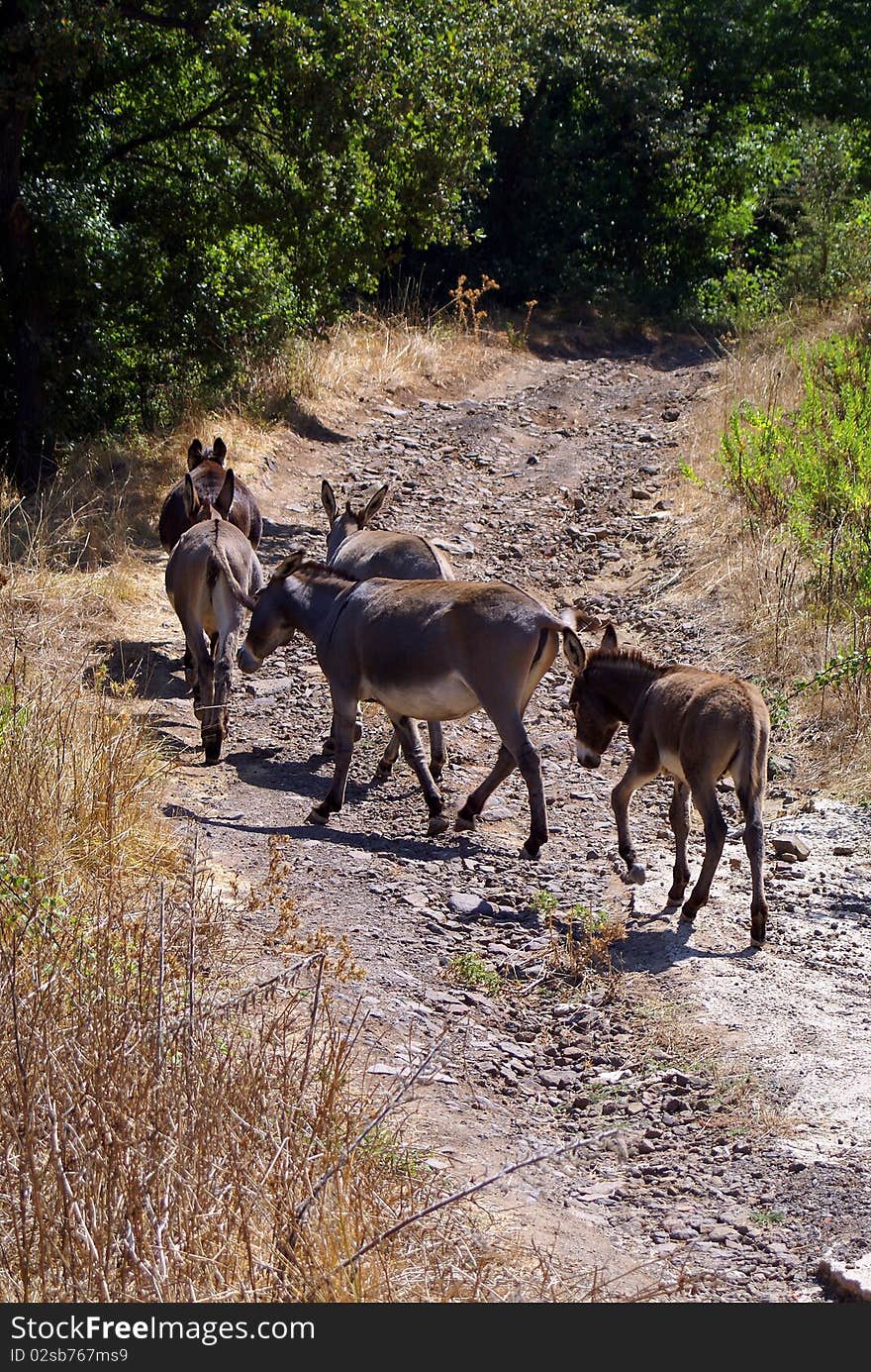 Donkeys