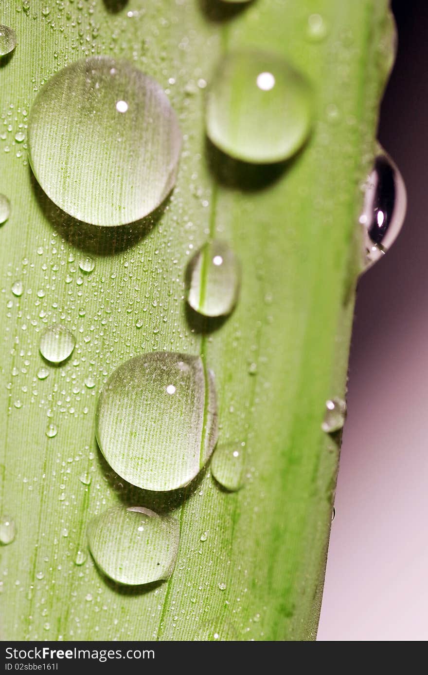 Leaf that there is dew, white background. Leaf that there is dew, white background.